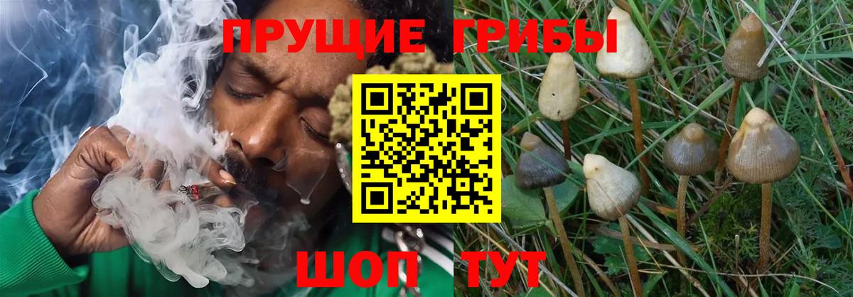 Советский  где продают   Вход с VPN  Галлюциногенные грибы Cubensis 